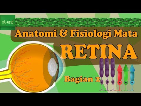 Video: Fungsi Retina, Anatomi & Anatomi - Peta Tubuh