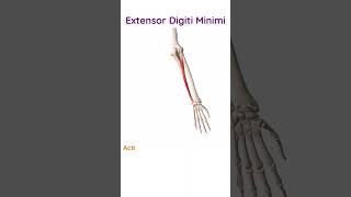 Extensor Digiti Minimi Summary Of Its Key Features.