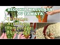 Comment prendre soin du begonia maculata ou tamaya  entretien arrosage rempotage bouturage