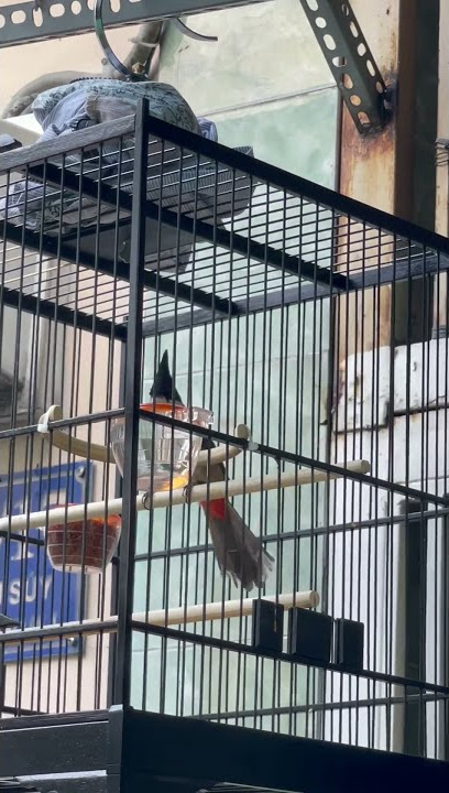 Suara Pancing Burung Cabean merah | Burung Cabai Merah | Sepah Puteri | Chirp of Birds