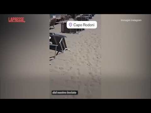 Video 300 lettini rubati e ritrovati in Albania, video denuncia di un circolo di Reggio Emilia