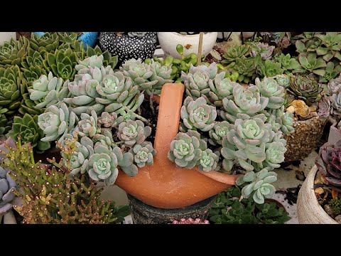 Tour com algumas CURIOSIDADES que acontecem com as plantas 🤩