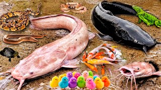 Wow! Catching an Albino Catfish—the hole contained a jumbo catfish, snakehead, ornamental fish