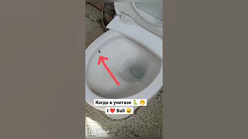 Змея в унитазе на Бали. Что делать?