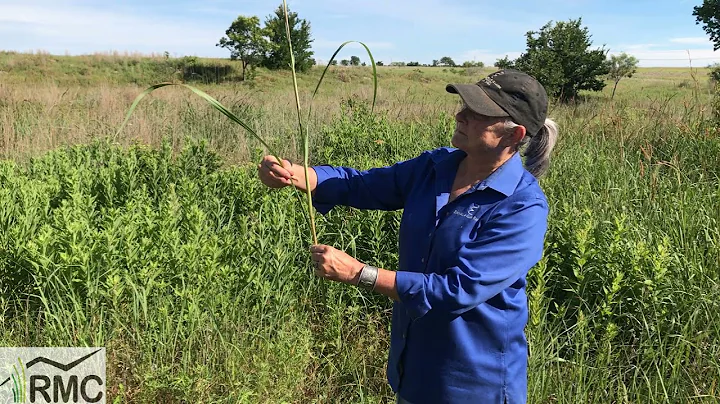 Queen of the Prairie Grasses
