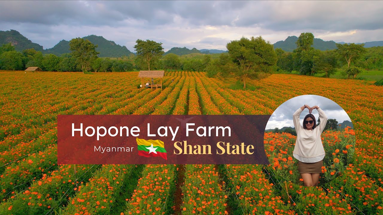 ဟိုပုံးမြို့က  Marigold ပန်းခင်းကြီးဆီ🧡Hopone Lay Organic Farm