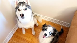 A Day with Puppy! Echo goes for his first walk! by Lunatic the Husky and April 1,548 views 6 years ago 11 minutes, 3 seconds