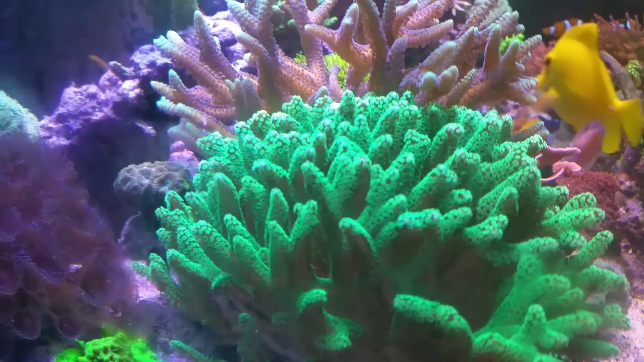 reef tank cycle 100 Gallon Mixed Reef - June update