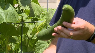 When to Pick Cucumbers – This Week in the Garden
