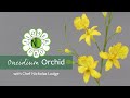 Orchide oncidium  fabriquez des orchides ultimes flower pro pour les gteaux et les travaux manuels partie 2