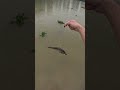 рџЋЈ Kanama Smart Bait Revive Dead Bait Fish Kanama Smartbait й Јг Љ Fishing Catfish рџЋЈ Kanama Smart Bait Revive Dead Bait Fish Kanama Smartbait й Јг Љ Fishing Catfish