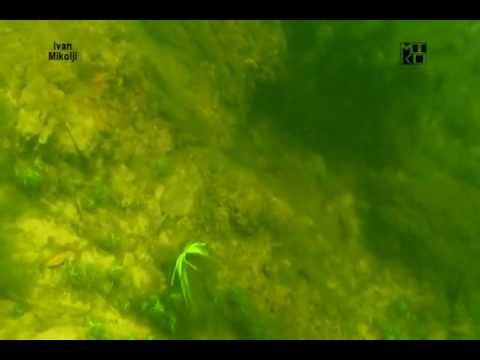 Freshwater Stingrays in their natural habitat. - YouTube