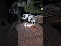 エサが何も無かった😭野良猫救助♯保護♯Stray cat rescue #protection