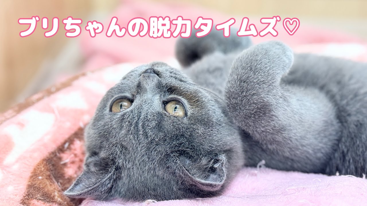 ブリティッシュショートヘア | ペットショップ マルワン 小さめ子犬