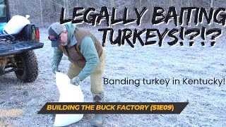 LEGALLY BAITING TURKEYS?! Banding turkey in Kentucky! || Building the Buck Factory (S1E09)