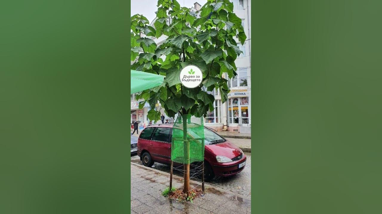 За пауловнията епизод 2 #farming #agriculture #paulownia #пауловния ...