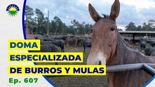 607 Doma especializada de Burros y Mulas