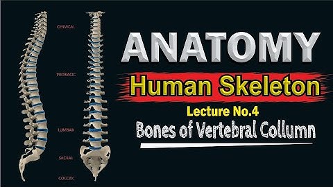 Skeletal system | Bones of Vertebral Column | Vertebral Column Anatomy
