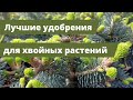 ОНИ ТРЕБУЮТ ВАШЕГО ВНИМАНИЯ | Уход и подкормка туи