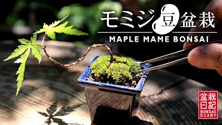 モミジの懸崖豆盆栽 ミニ盆栽の作り方 【Bonsai diary 盆栽日記 7/18】初心者の簡単盆栽の作り方 育て方 もみじ maple mini bonsai beginner EOS R5 撮影