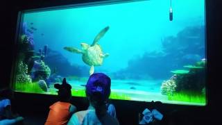 Download Lagu Finding Dory Turtle talk with Crush EPCOT Walt Disney World 2016 MP3 Download Lagu Finding Dory Turtle talk with Crush EPCOT Walt Disney World 2016 MP3