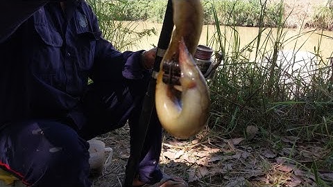 Câu cá chạch lấu sông La Ngà ( Phần 1)| câu cá chạch sông | phú đông đức linh.