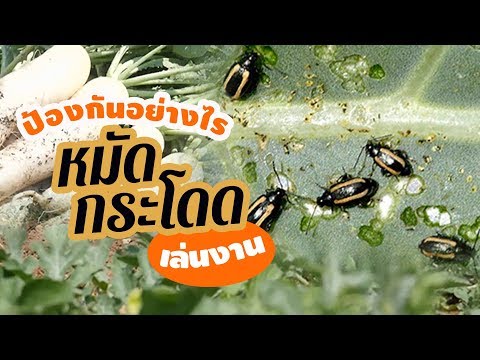 วีดีโอ: โรคและแมลงศัตรูพืชของหัวไชเท้า ตอนที่ 2