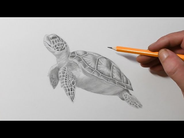 Pencil Sketch,of a turtle - Arthub.ai