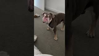 Bulldog pulls grumpy face when he's told not to bark