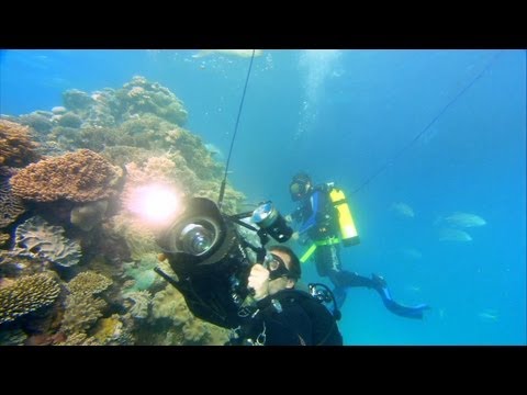 Video: Google Underwater Virtual Dives Memberikan Tampilan Menakjubkan dari Terumbu Karang