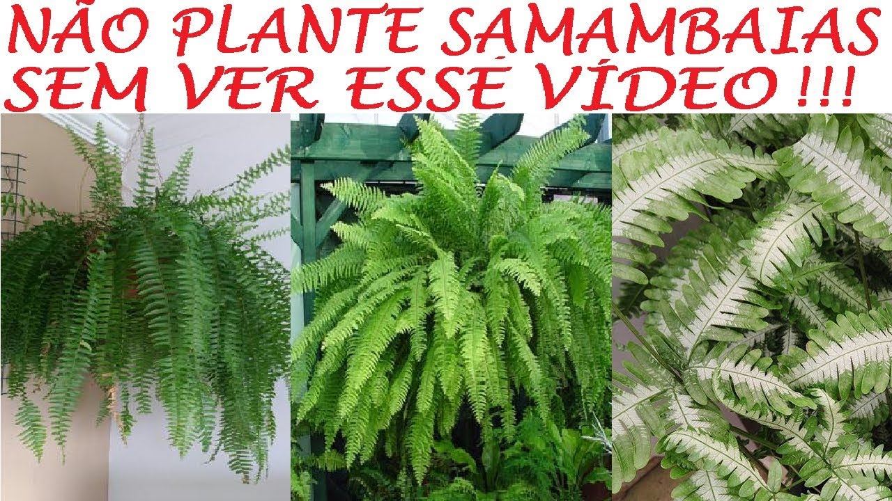 Nunca Mais Plante SAMAMBAIAS Sem Ver esse Vídeo!