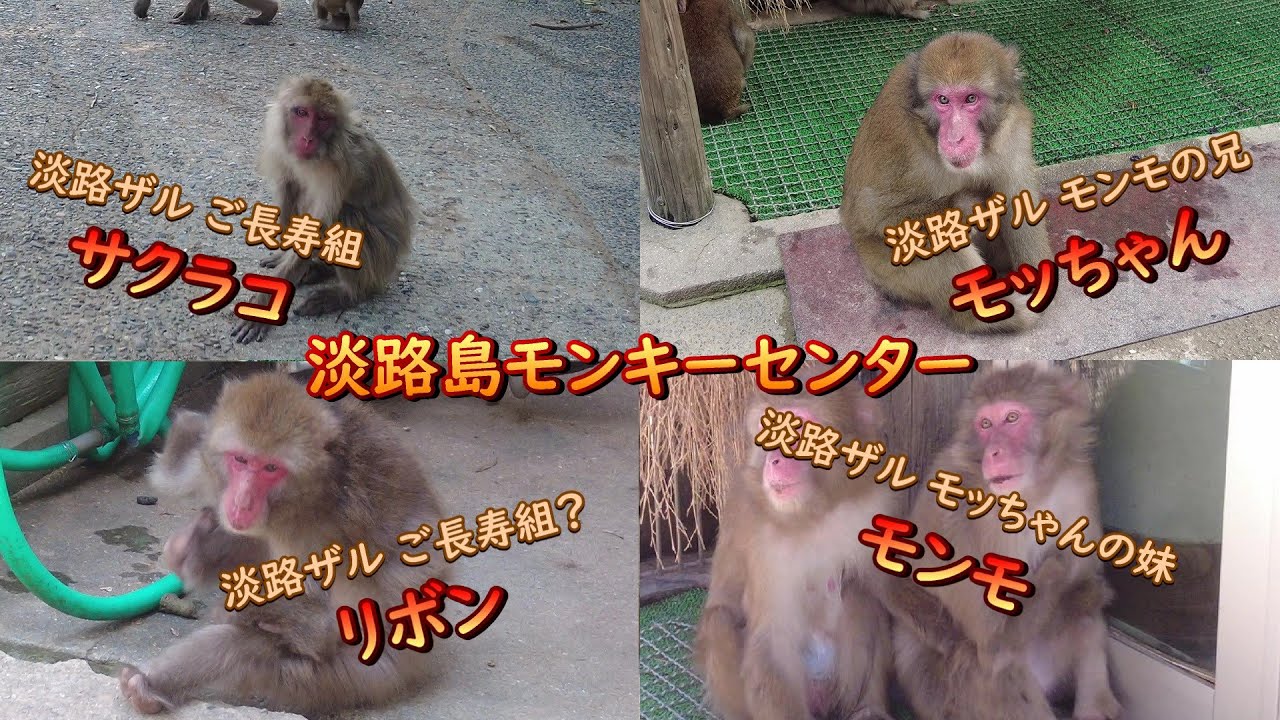淡路ザル＃サクラコ＆＃リボン＆＃モンモ＆＃モッちゃん＃淡路島 