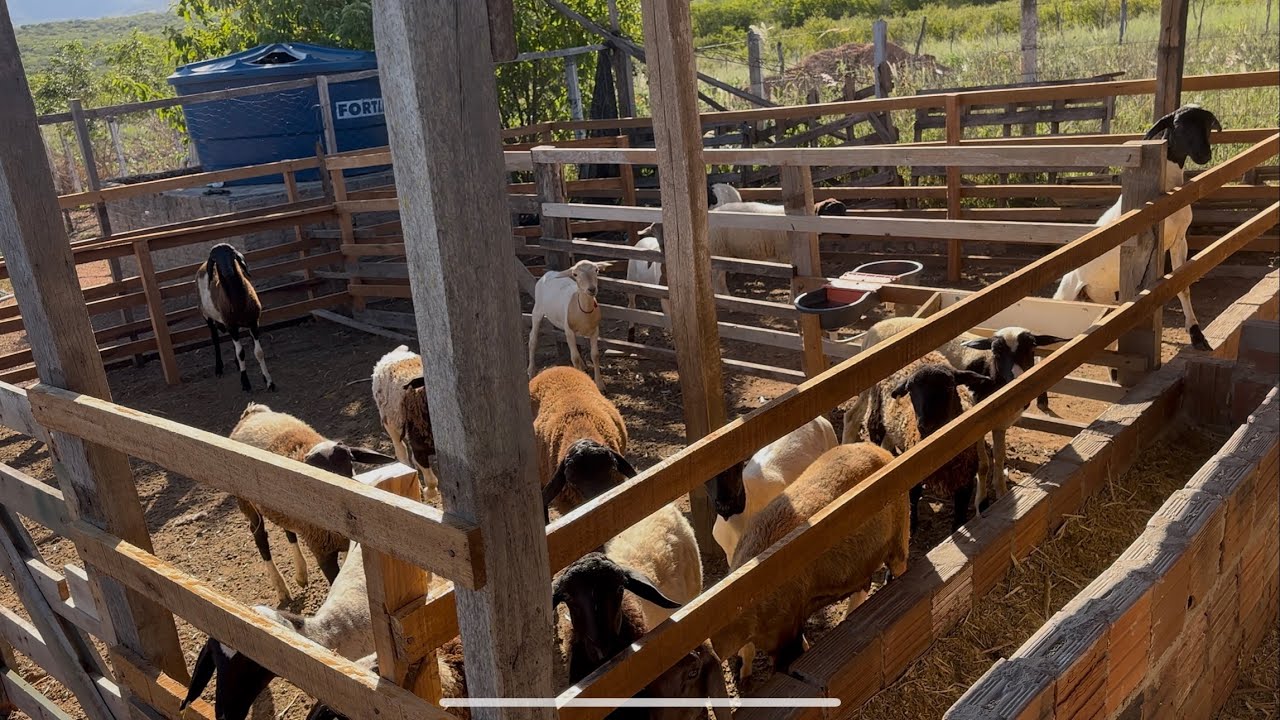 Fui no sítio e olhar como estava os carneiros e as galinhas vcs não vão acreditar no que aconteceu 😱