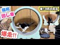 猫10匹に「猫用回し車」をプレゼントしたら、全力で走り回って大暴れでしたww【キャットホイール】