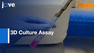 3D Culture Assay to Study Cancer malignancy and Satellite Tumor | Protocol Preview