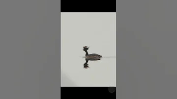Большая поганка или чомга #shorts