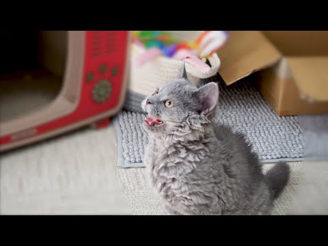 初めて家に来た子猫の鳴き声がかわいい…｜セルカークレックス｜ブリティッシュショートヘア