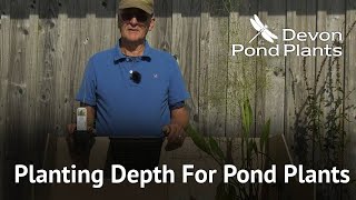 Planting Depth For Pond Plants