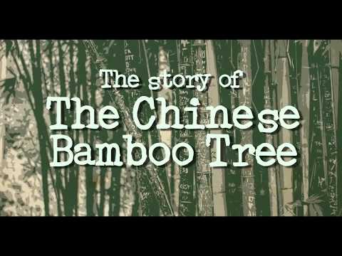 Chinese Bamboo Tree Motivational Story