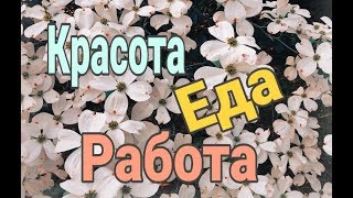 Готовлю вкуснейшие чебуреки//Подарок подруги//Жемчуг после "апгрейда" Готовлю вкуснейшие чебуреки//Подарок подруги//Жемчуг после "апгрейда"