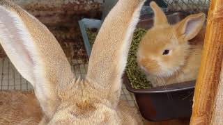 Flemish Giant Babies