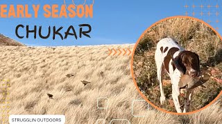 Early Season Chukar (hawk catches chukar in air)