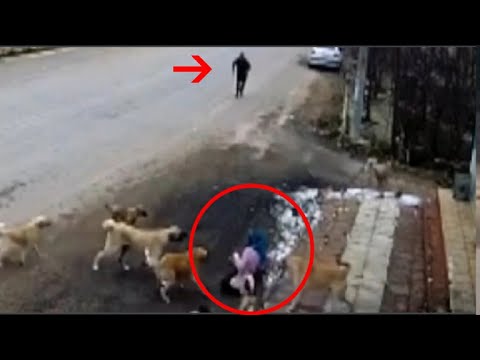 Video: Pet Scoop: Eroul Stray câine salvează femeia de atacator, Gemenii Panda fac debutul public