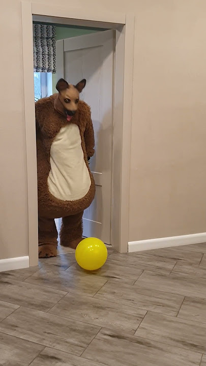 Tanya brings a yellow balloons for a fat shaggy dog