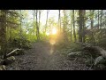 A Quiet Evening Walk in the Swedish Forest