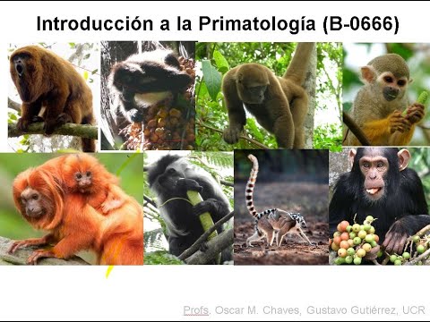 Video: ¿Dónde se originó la primatología?