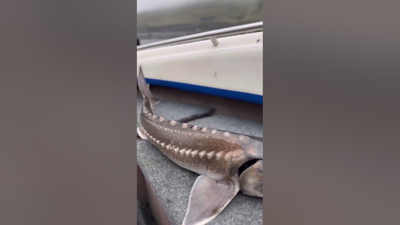 Белый Осетр рыбалка 🎣 США - YouTube