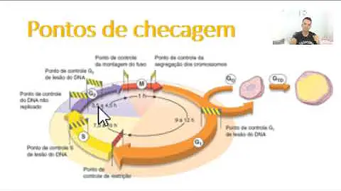Em quais fases do ciclo se encontram os pontos de checagem?