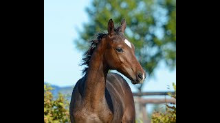Download Lagu Mr Blue Joy: Mosito van het Hellehof x Douglas, stallion, born May 2025, dark brown, Zangersheide MP3 Download Lagu Mr Blue Joy: Mosito van het Hellehof x Douglas, stallion, born May 2025, dark brown, Zangersheide MP3