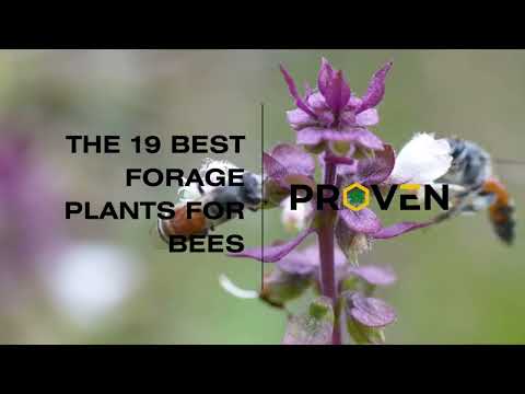 Forage For Insects Is It Possible To Have Bees Forage From A Selection